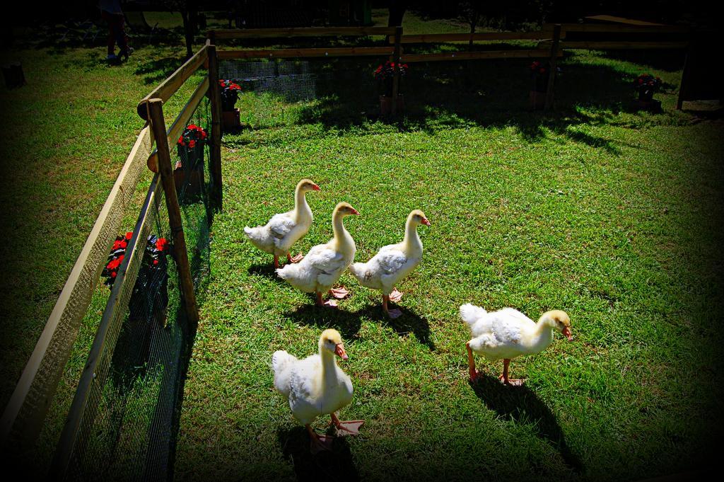 Agriturismo Borgovecchio Villa Romans d'Isonzo Buitenkant foto